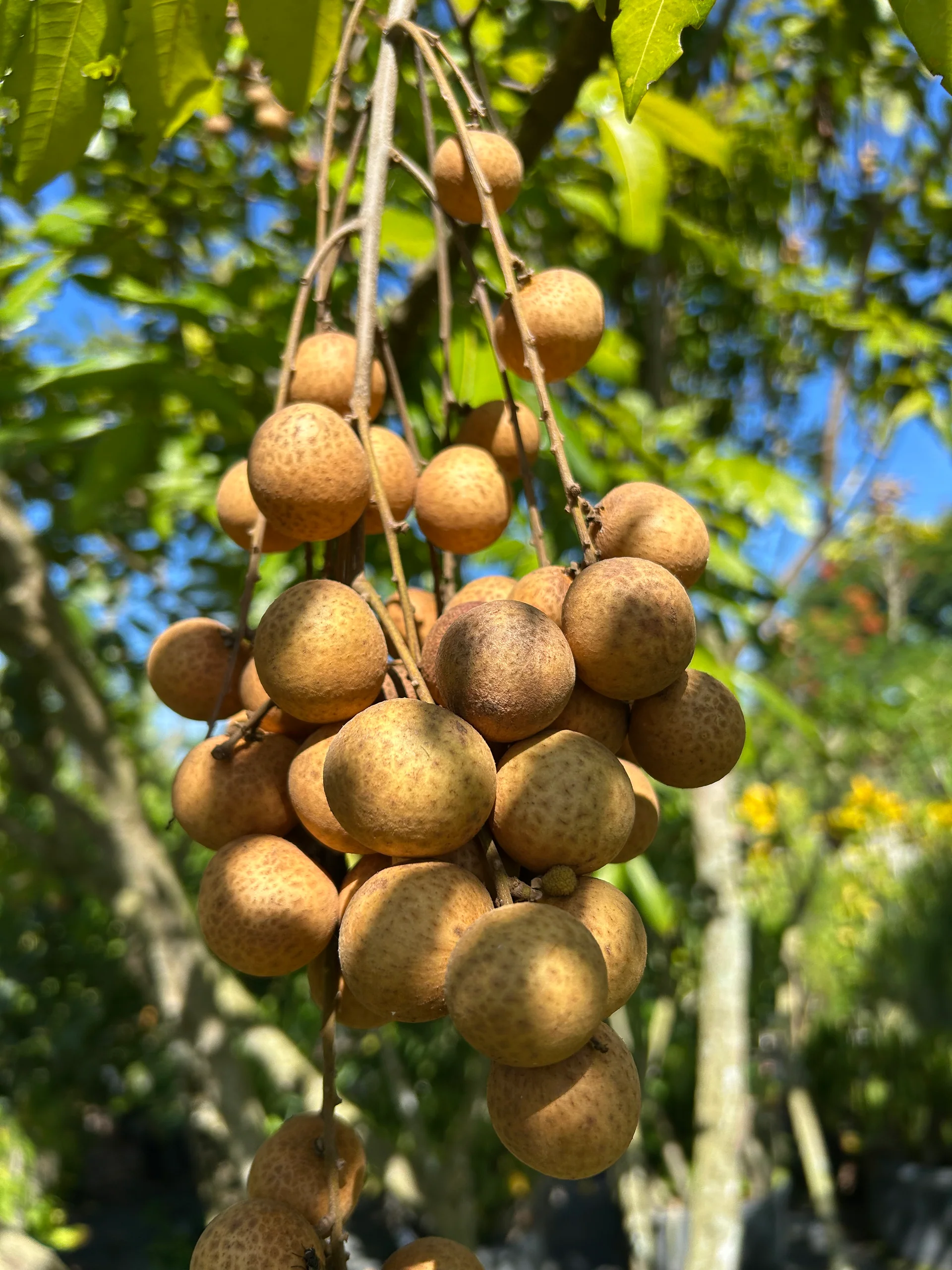 Longan